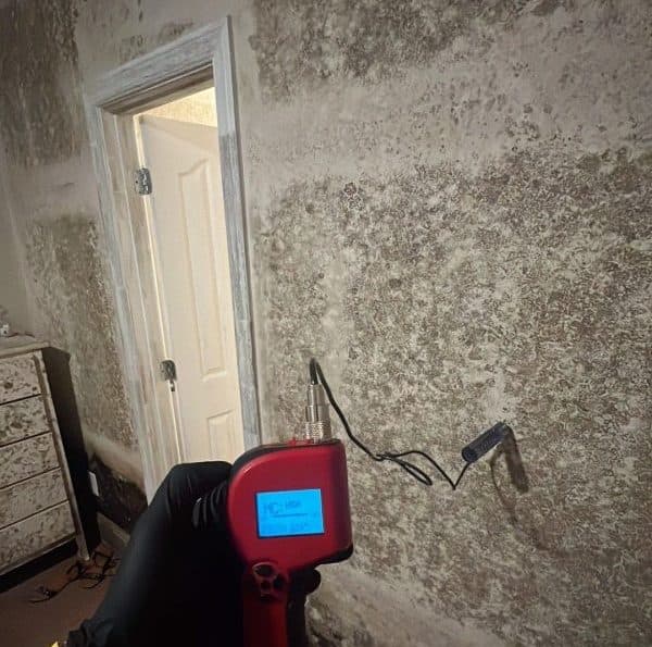 Mold in Your Home: What Not to Do